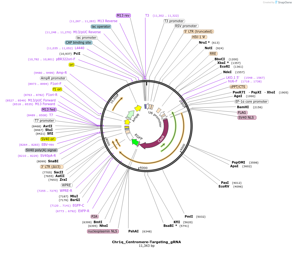 195125-plasmid-map-sequence-id-383947