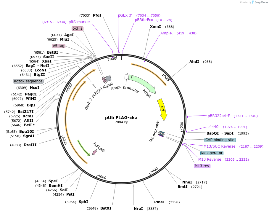 195067-plasmid-map-sequence-id-383958