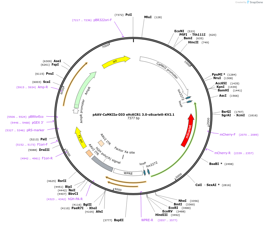 195198-plasmid-map-sequence-id-383962
