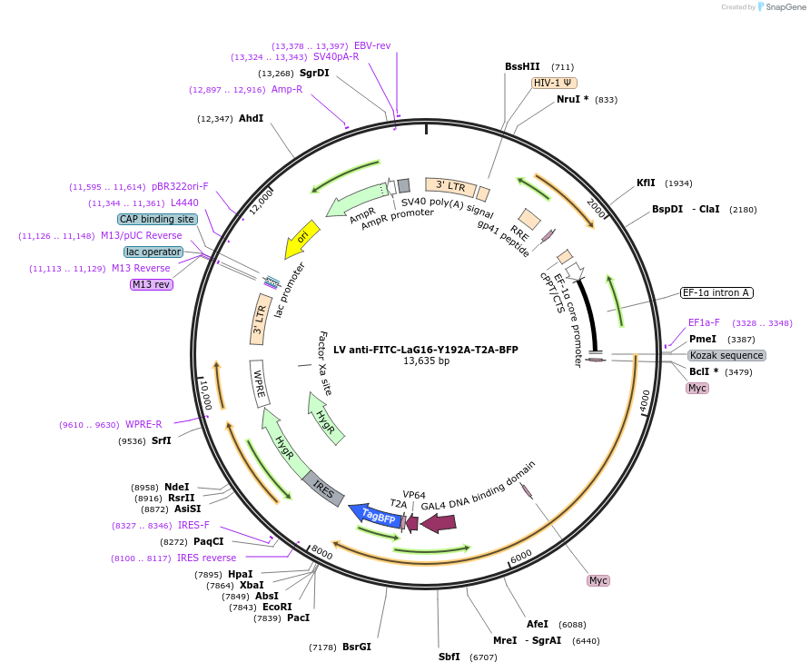 194933-plasmid-map-sequence-id-383964