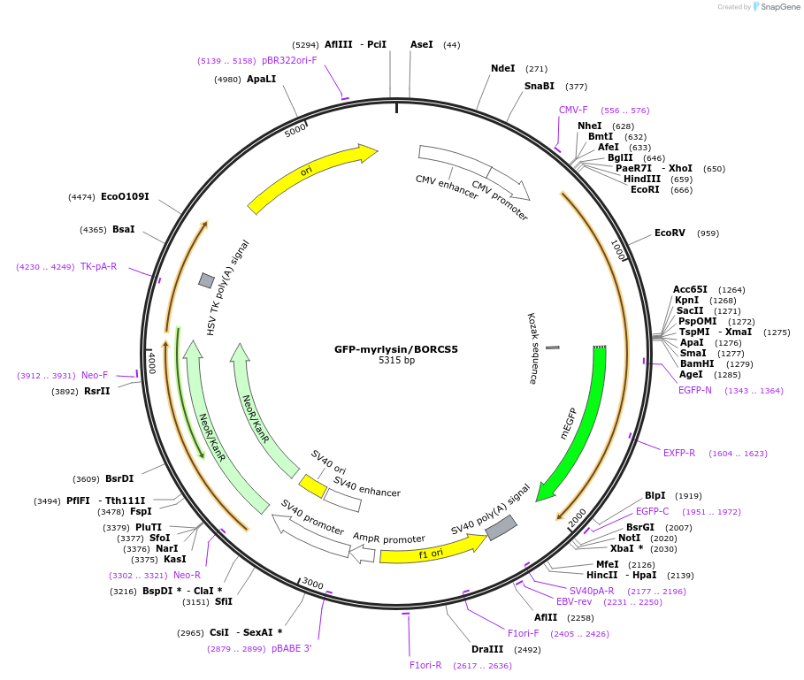194332-plasmid-map-sequence-id-383968