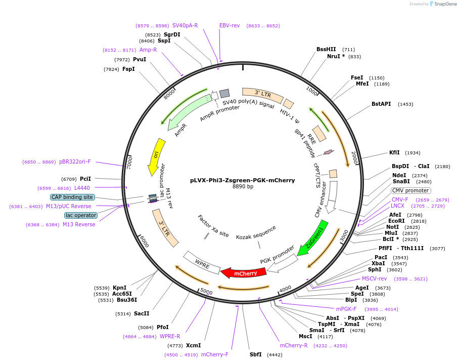 153320-plasmid-map-sequence-id-383970