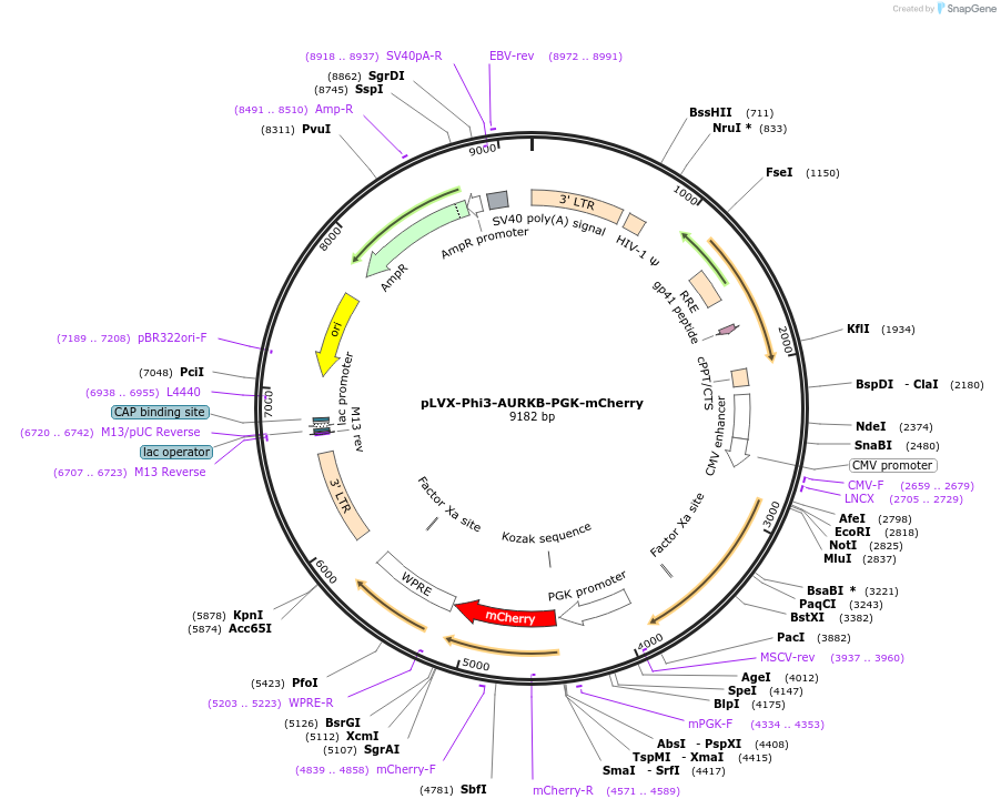 153316-plasmid-map-sequence-id-383973