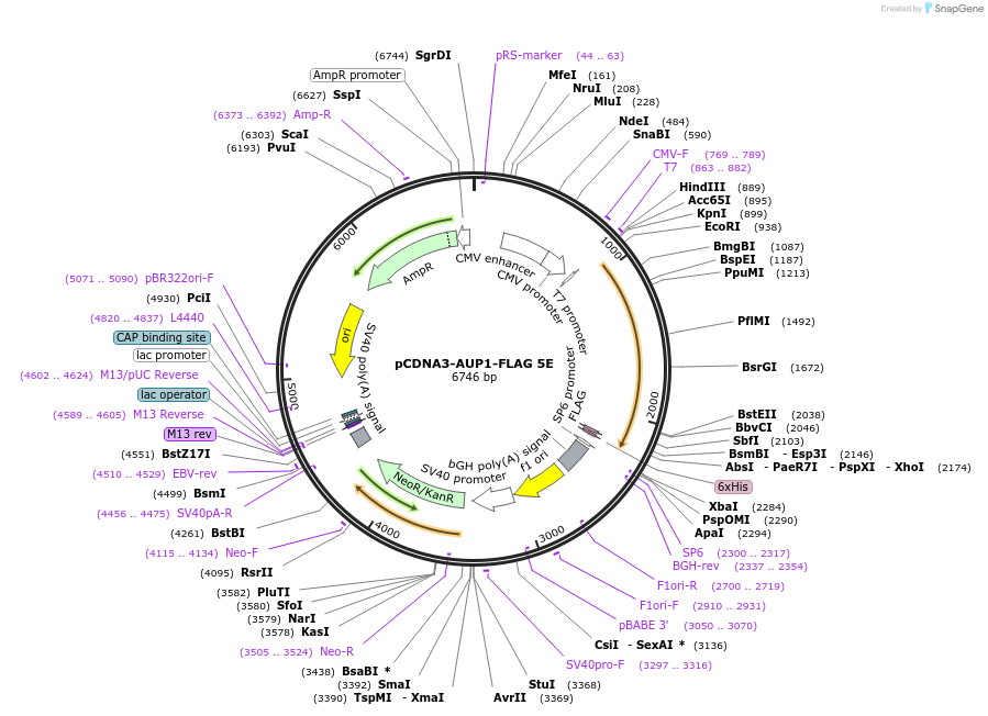 185341-plasmid-map-sequence-id-383987