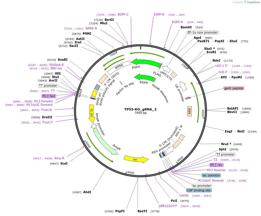 195131-plasmid-map-sequence-id-383988