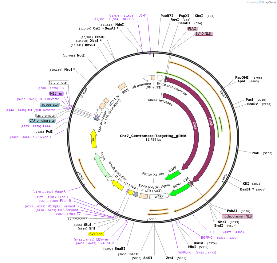 195129-plasmid-map-sequence-id-383993