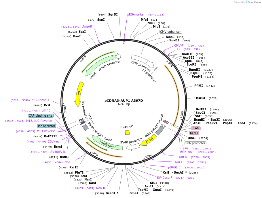 185342-plasmid-map-sequence-id-383994