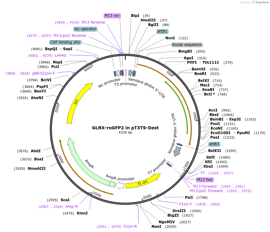 194297-plasmid-map-sequence-id-383997