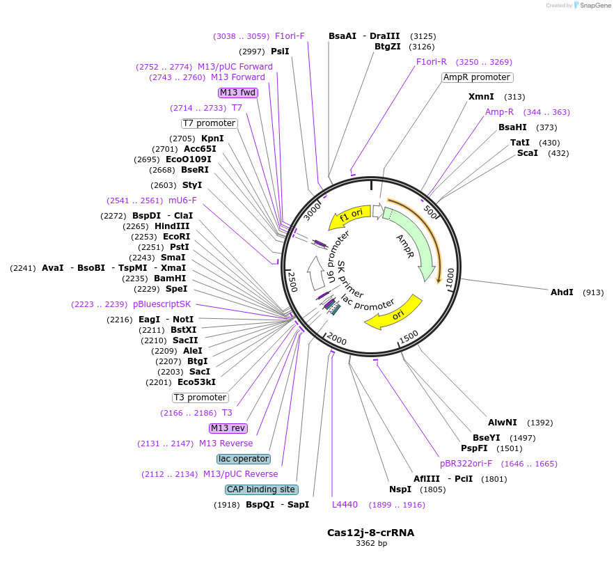 194967-plasmid-map-sequence-id-383998