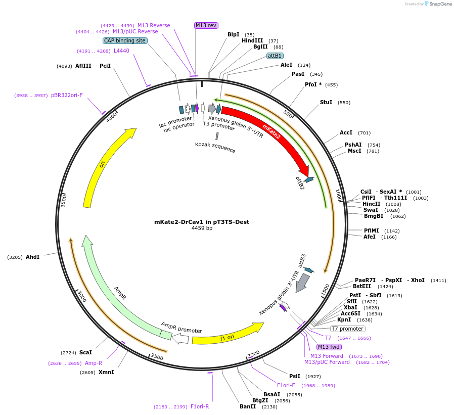 194293-plasmid-map-sequence-id-384000