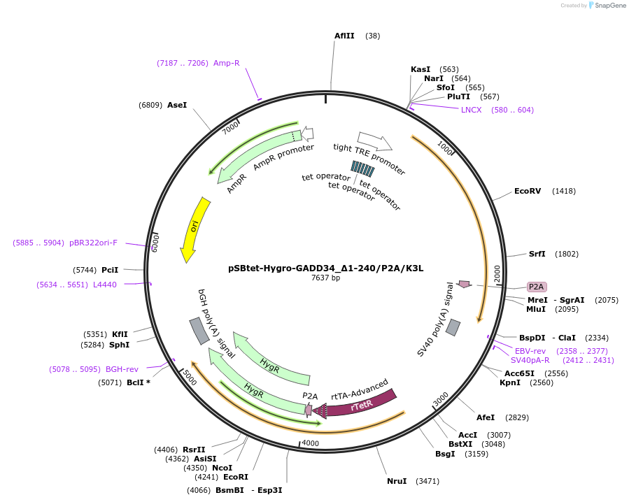 196136-plasmid-map-sequence-id-384014