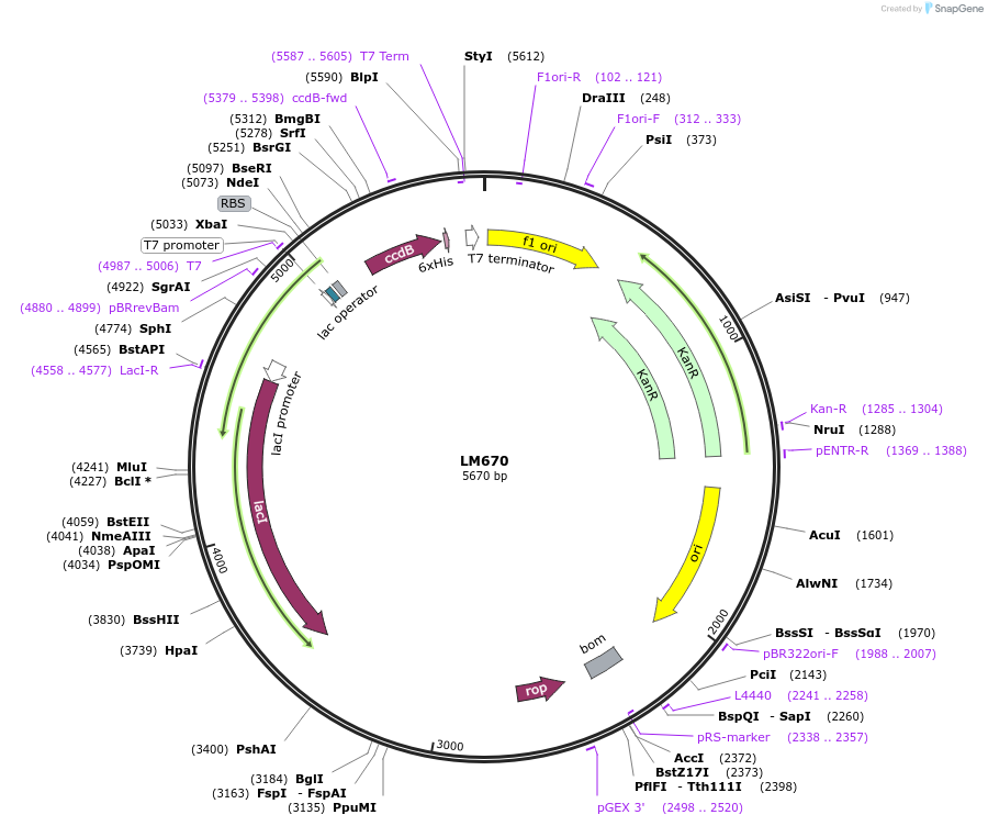 191552-plasmid-map-sequence-id-384015