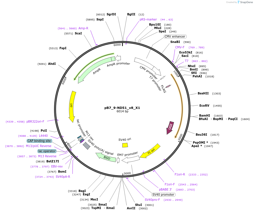 191511-plasmid-map-sequence-id-384023
