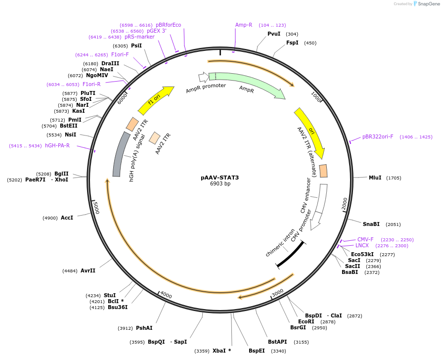 195575-plasmid-map-sequence-id-384024