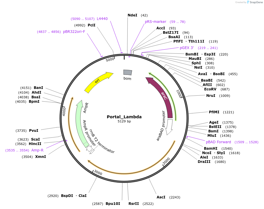 188828-plasmid-map-sequence-id-384030