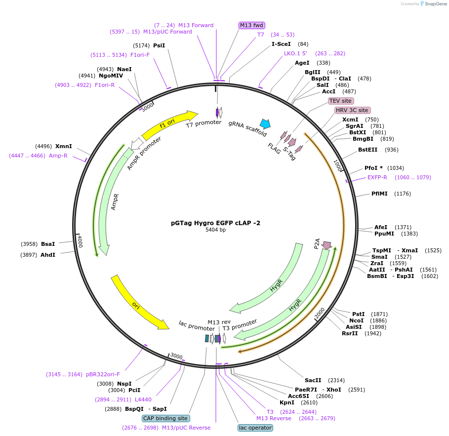 194313-plasmid-map-sequence-id-384033