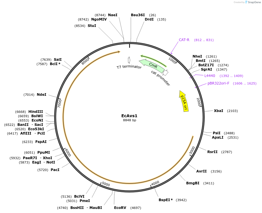 188787-plasmid-map-sequence-id-384034