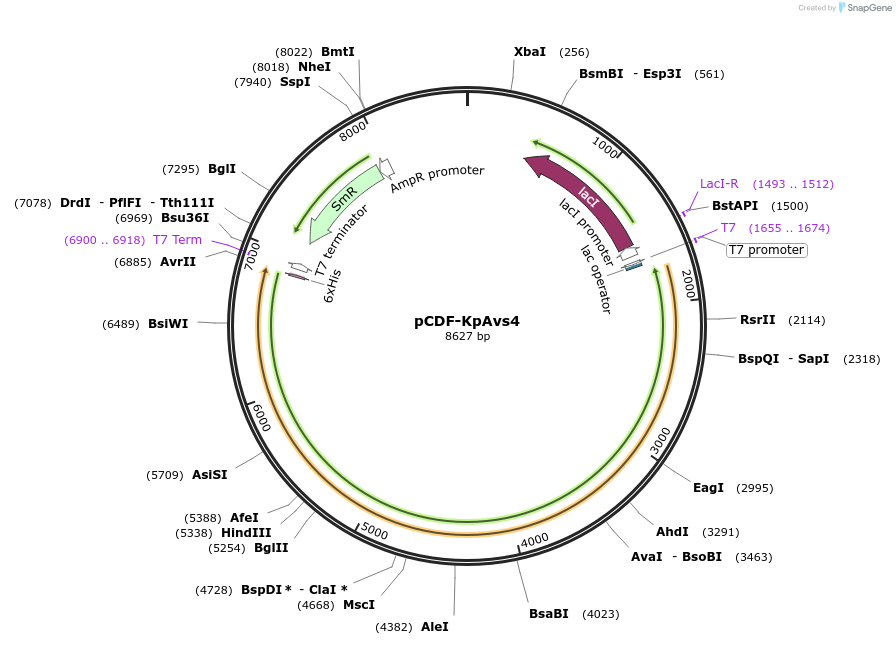 188807-plasmid-map-sequence-id-384035