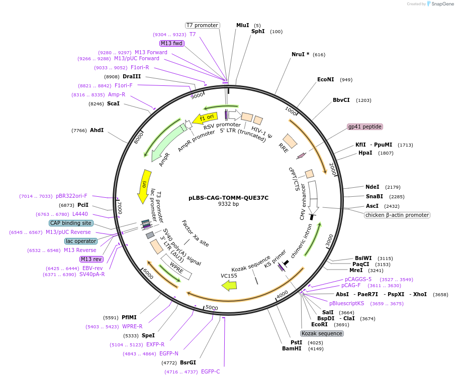 191524-plasmid-map-sequence-id-384048
