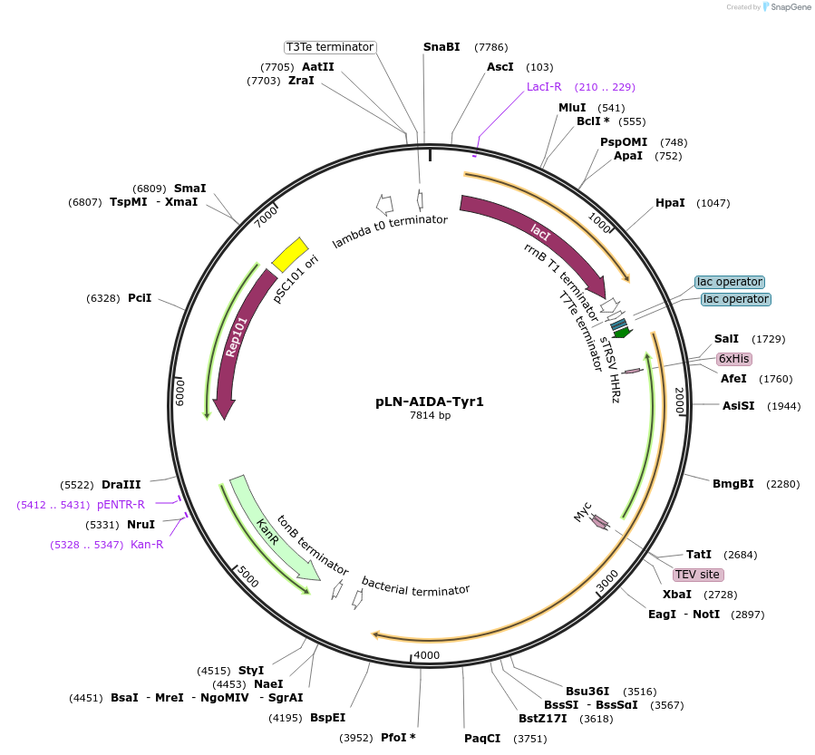 192831-plasmid-map-sequence-id-384049