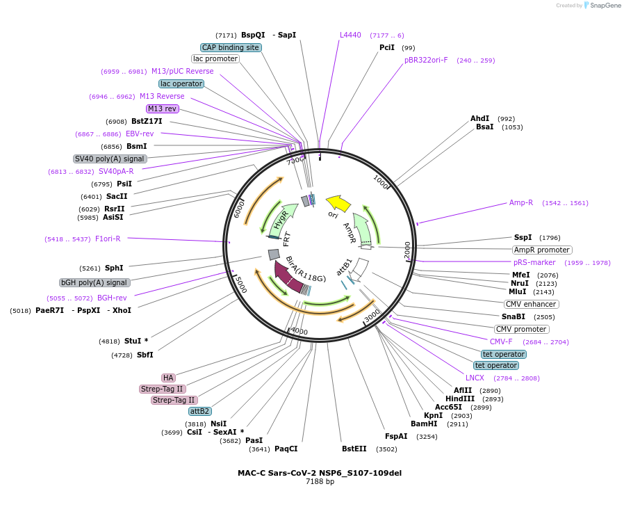 194820-plasmid-map-sequence-id-384054