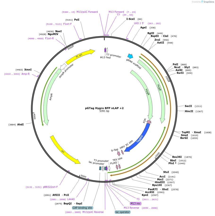 194319-plasmid-map-sequence-id-384055