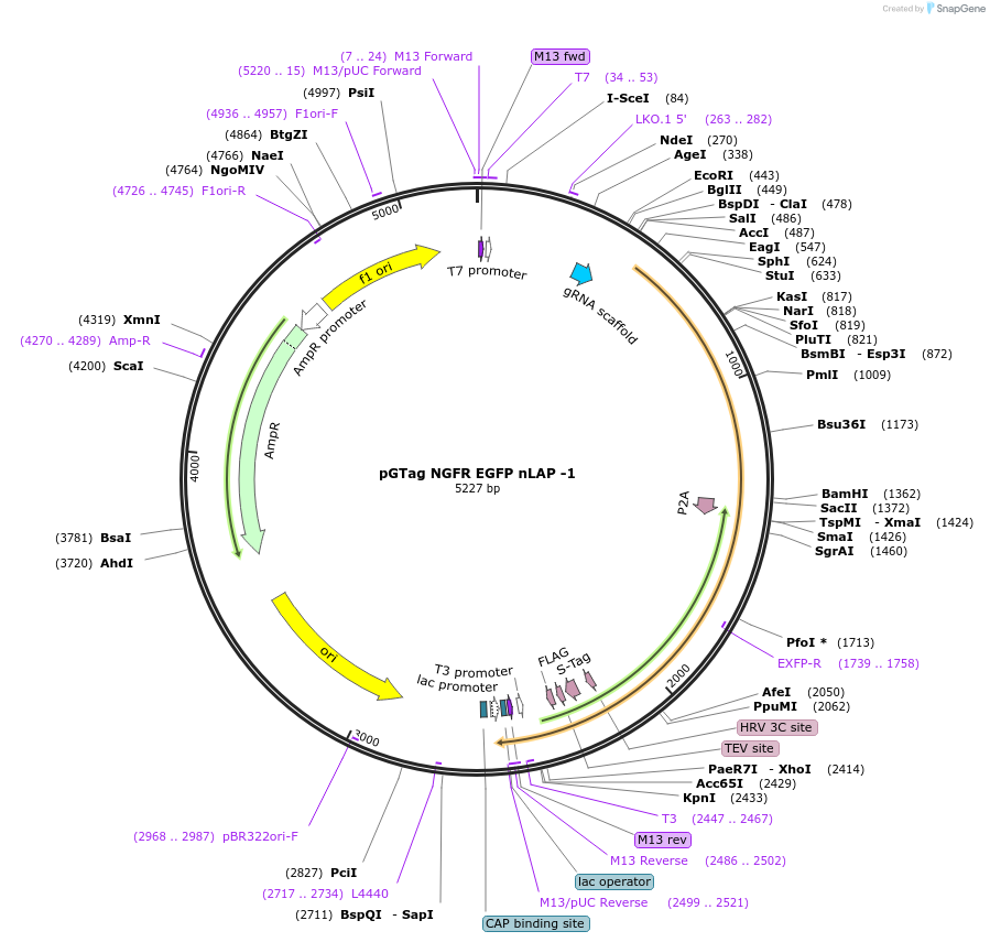 194506-plasmid-map-sequence-id-384066