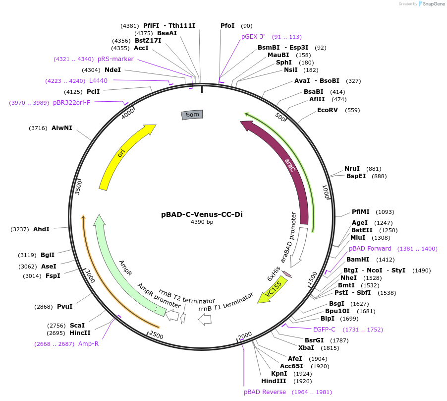 190712-plasmid-map-sequence-id-384077