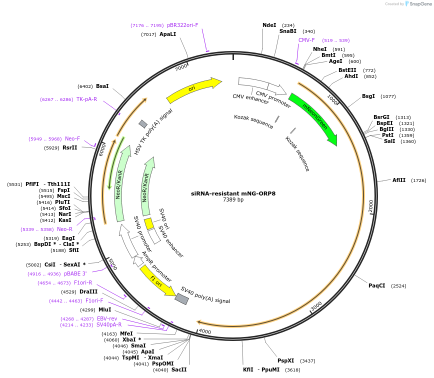 195170-plasmid-map-sequence-id-384083