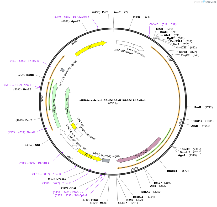 195168-plasmid-map-sequence-id-384085