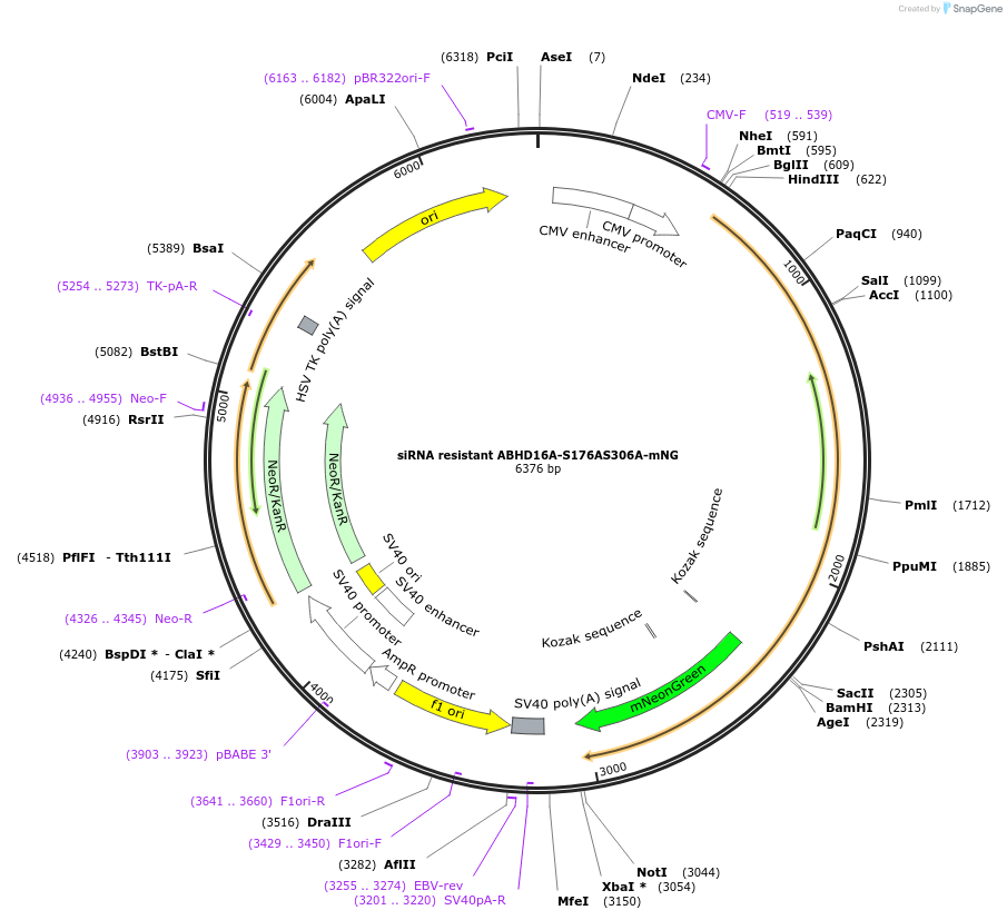 195165-plasmid-map-sequence-id-384088
