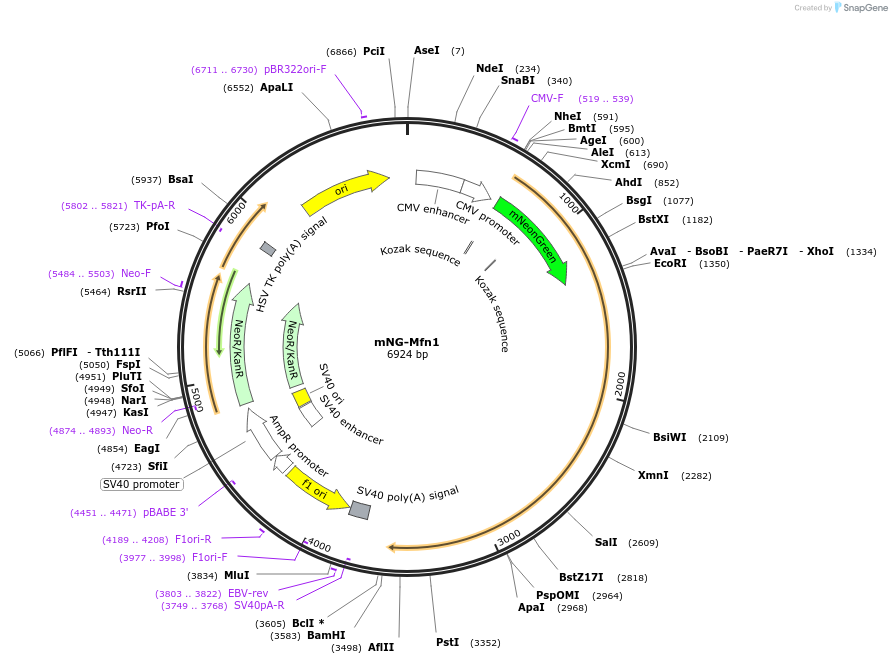 195162-plasmid-map-sequence-id-384090