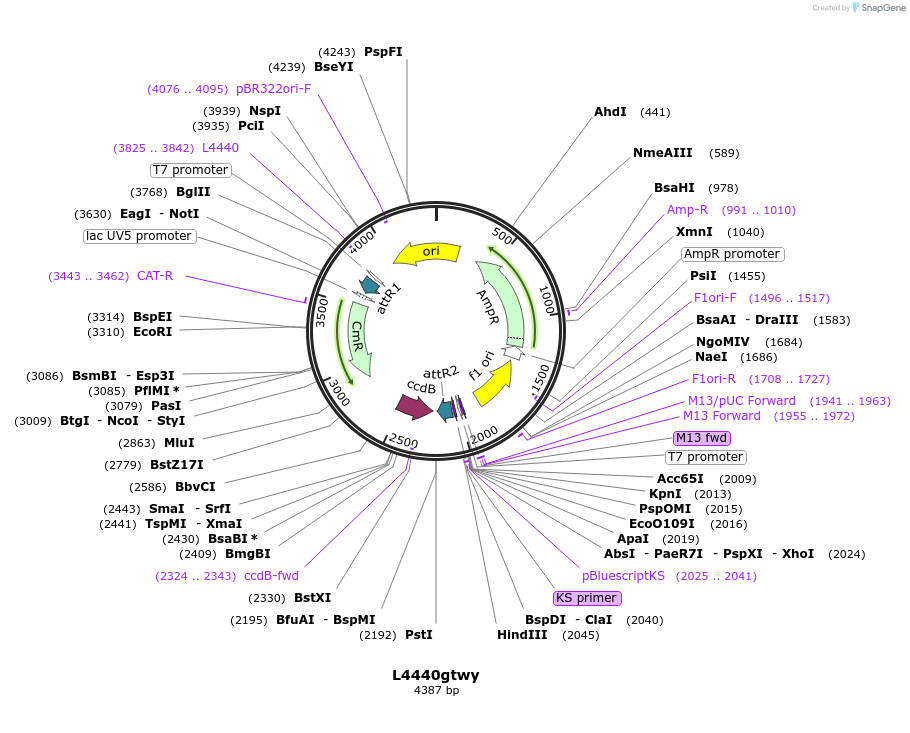 11344-plasmid-map-sequence-id-384093