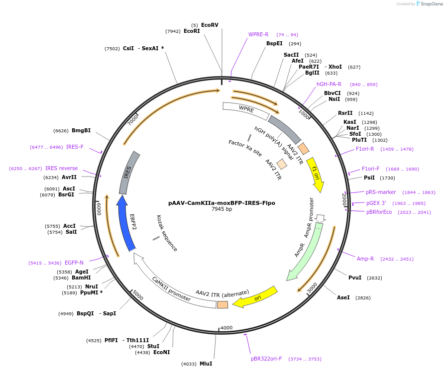 194977-plasmid-map-sequence-id-384097