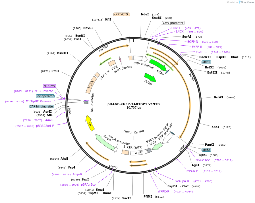 175769-plasmid-map-sequence-id-384100