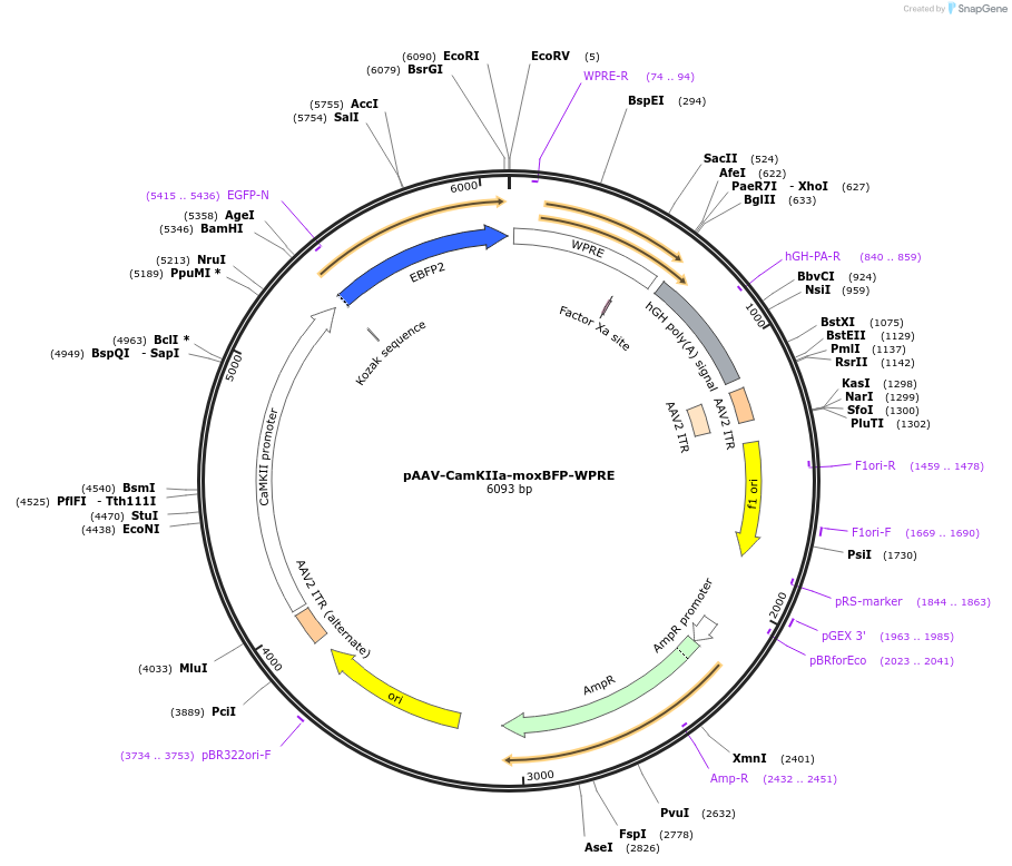 194976-plasmid-map-sequence-id-384101