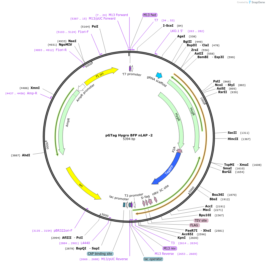 194325-plasmid-map-sequence-id-384107