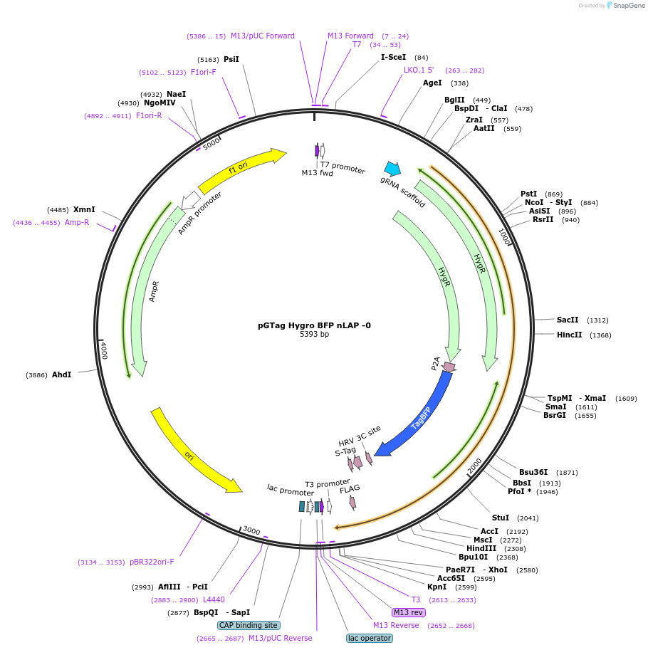 194323-plasmid-map-sequence-id-384112