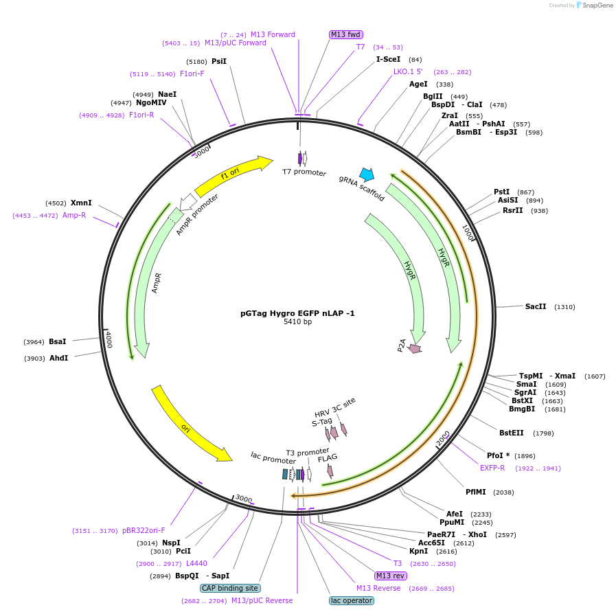194321-plasmid-map-sequence-id-384113