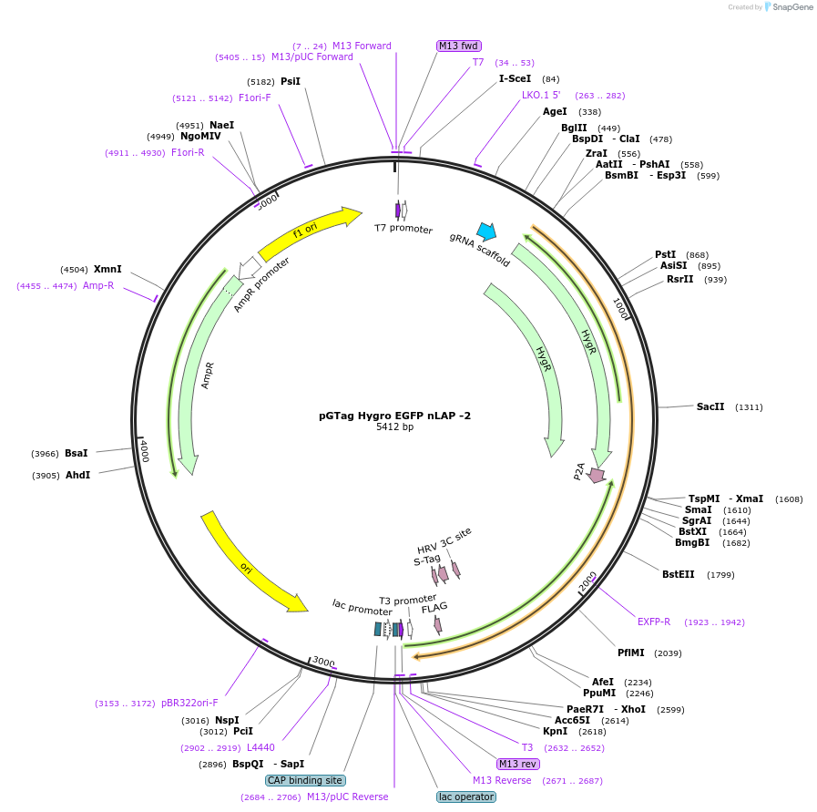 194322-plasmid-map-sequence-id-384123