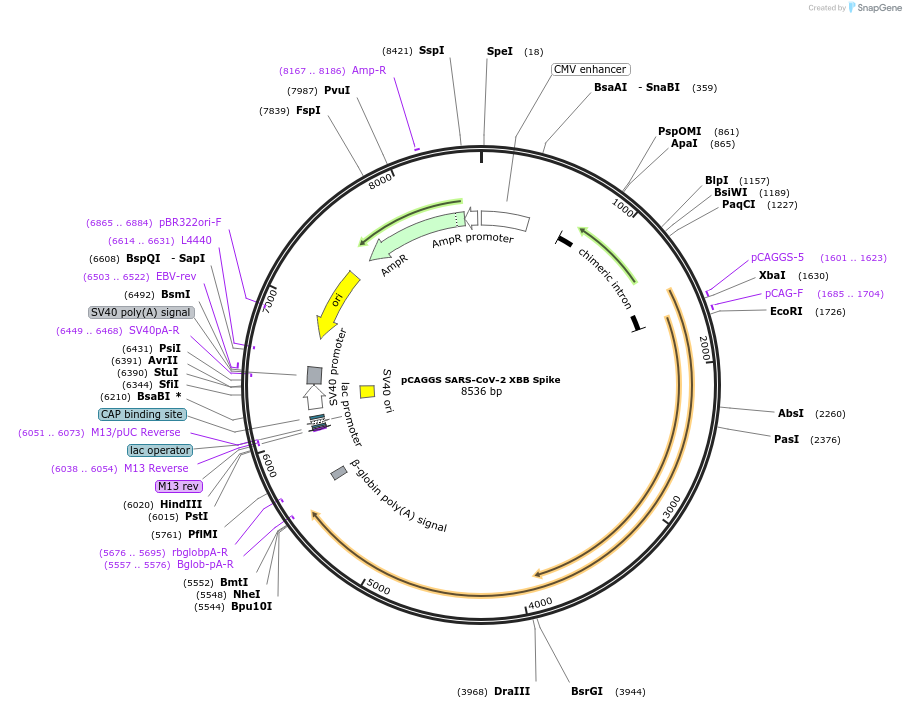 195287-plasmid-map-sequence-id-384139