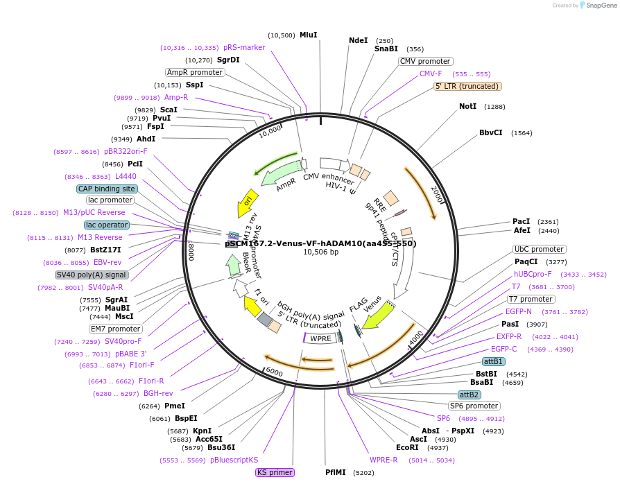 189556-plasmid-map-sequence-id-384141
