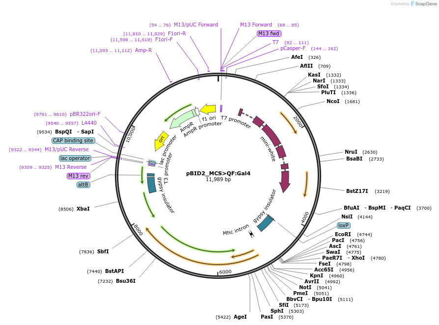 194964-plasmid-map-sequence-id-384142