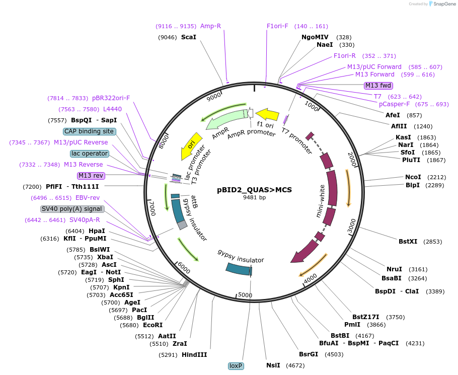 194960-plasmid-map-sequence-id-384143