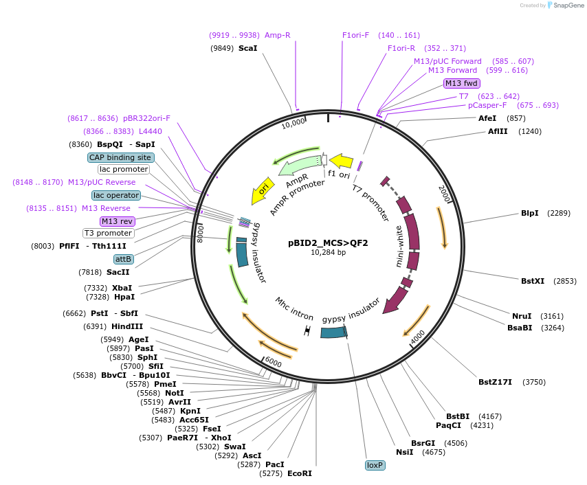 194963-plasmid-map-sequence-id-384144