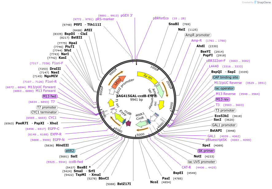14217-plasmid-map-sequence-id-384156