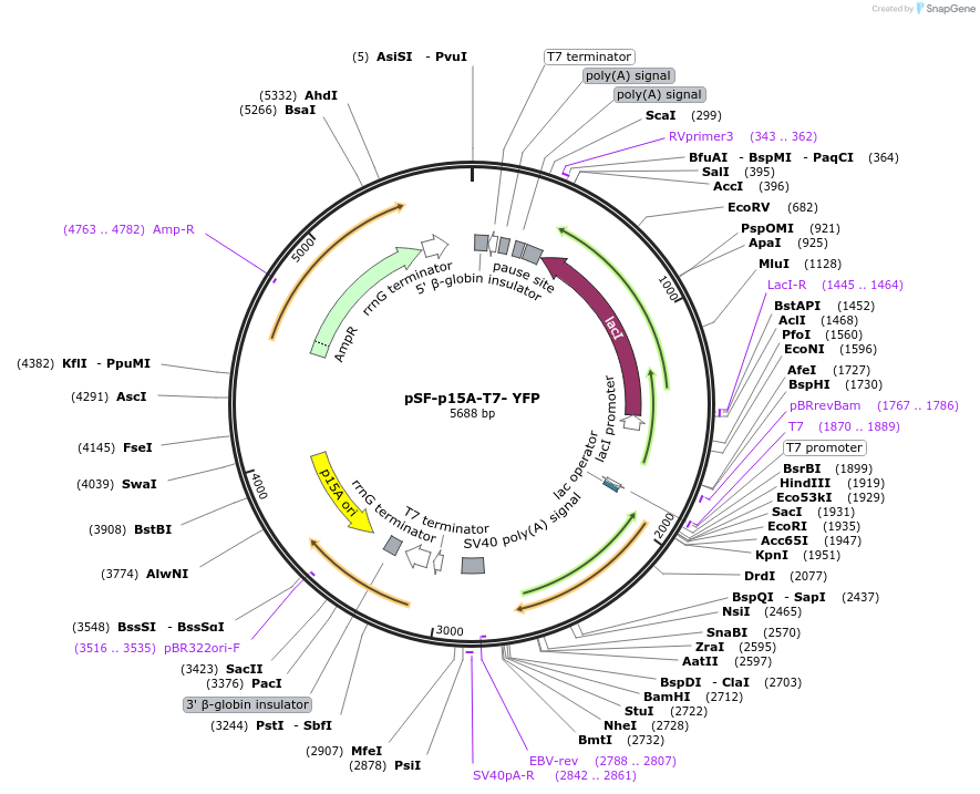186568-plasmid-map-sequence-id-384159