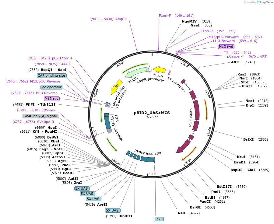 194958-plasmid-map-sequence-id-384160