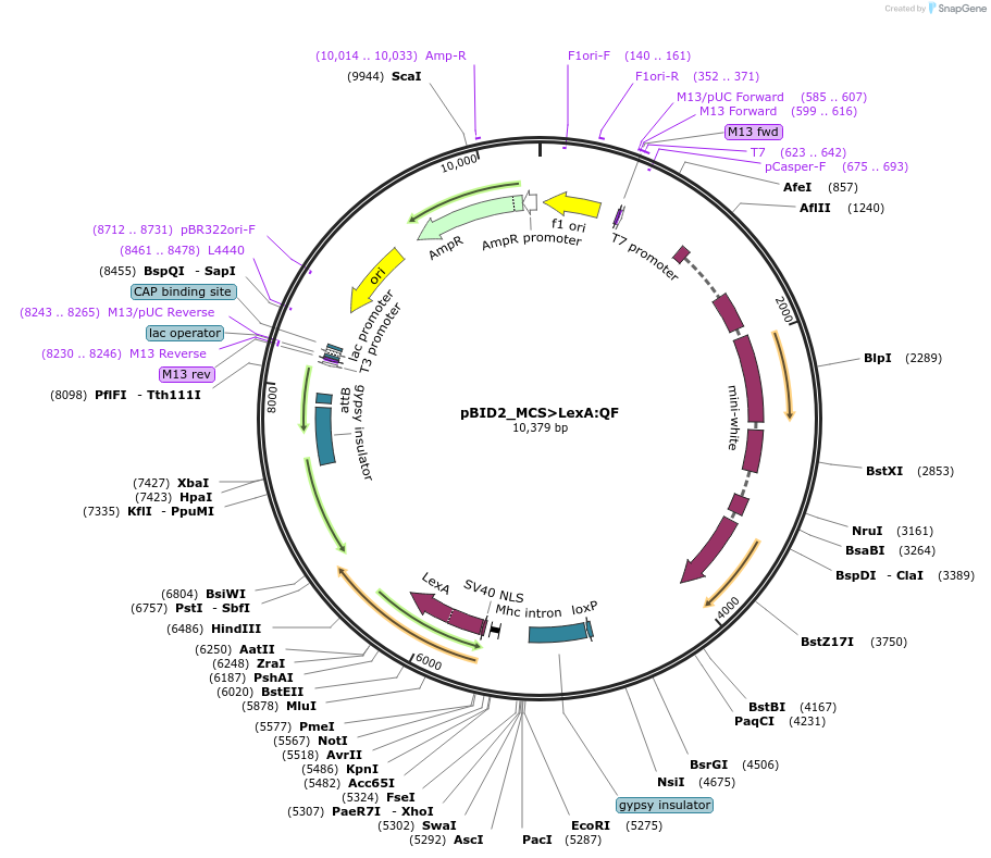 194962-plasmid-map-sequence-id-384162