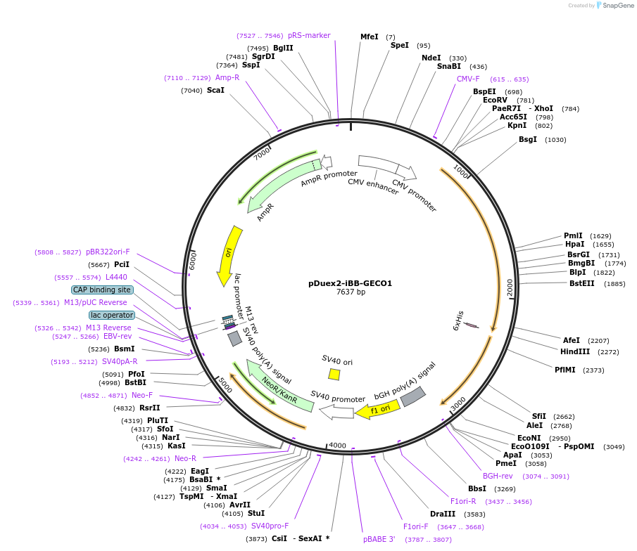 194216-plasmid-map-sequence-id-384163